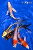 PACK OF (5) 4.75-5.5" BUTTERFLY KOI