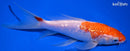 7.5" GINRIN KOHAKU BUTTERFLY