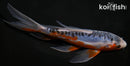 7.5" HI SHUSUI BUTTERFLY