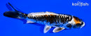 5.25" BENI KIKOKURYU