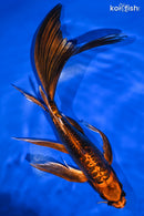 10.75" DOITSU ORENJI MATSUBA BUTTERFLY