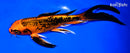 9" ORENJI MATSUBA BUTTERFLY