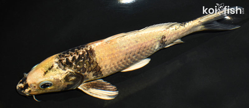 7.75" KIN KI UTSURI