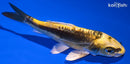 5.75" KIN KIKOKURYU