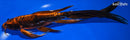 10.75" DOITSU ORENJI MATSUBA BUTTERFLY