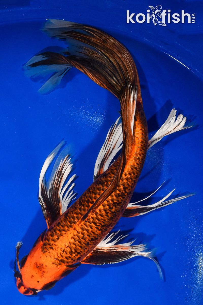 14.5" ORENJI MATSUBA BUTTERFLY
