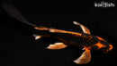 9.5" DOITSU ORENJI MATSUBA BUTTERFLY