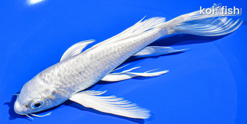 7" PLATINUM OGON BUTTERFLY