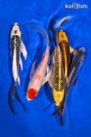 PACK OF (5) 5-6" IMPERFECT BUTTERFLY KOI