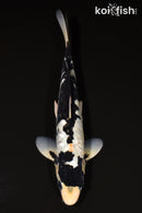 11.5" GINRIN KUMONRYU