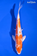 6.5" HARIWAKE