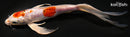 8" HEISEI NISHIKI BUTTERFLY