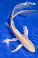 9.5" YAMABUKI OGON BUTTERFLY