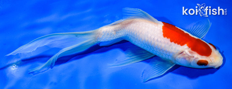7.5" SARASA COMET GOLDFISH