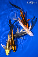PACK OF (5) 5-6" BUTTERFLY KOI