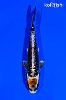 5.25" BENI KIKOKURYU