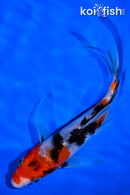 6.5" SANKE BUTTERFLY