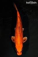 12.75" ORENJI MATSUBA