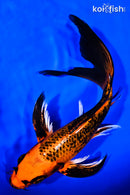 9" ORENJI MATSUBA BUTTERFLY