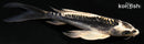 6.25" KIKOKURYU BUTTERFLY