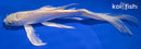 9.5" YAMABUKI OGON BUTTERFLY