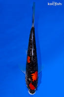 10.5" DOITSU GOSHIKI