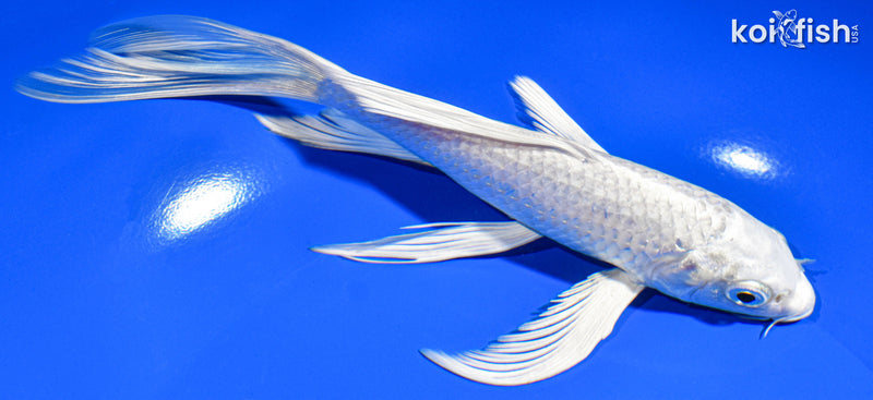 7" PLATINUM OGON BUTTERFLY