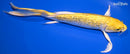 8.5" GINRIN YAMABUKI OGON BUTTERFLY