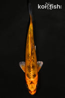5" KIN ORENJI BEKKO