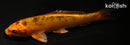 5" KIN ORENJI BEKKO