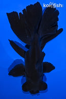 5.75" TELESCOPE FANTAIL GOLDFISH