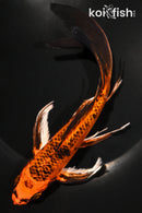 8" KIN ORENJI MATSUBA BUTTERFLY
