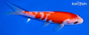 5.75" KOHAKU
