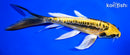 7.25" KIN KIKOKURYU BUTTERFLY