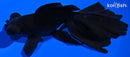 5.75" TELESCOPE FANTAIL GOLDFISH