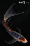 5.25" ASAGI BUTTERFLY