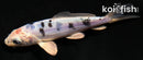 4.25" DOITSU GIN SHIRO BEKKO