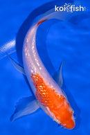 7.5" GINRIN KOHAKU BUTTERFLY