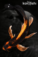 9.5" DOITSU ORENJI MATSUBA BUTTERFLY