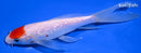 7.25" GINRIN TANCHO HARIWAKE BUTTERFLY