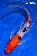9.5" SANKE BUTTERFLY