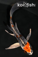 4.75" BENI KIKOKURYU BUTTERFLY