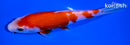 5.75" KOHAKU