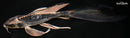 8.75" KIKOKURYU BUTTERFLY