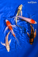 PACK OF (5) 4.75-5.5" BUTTERFLY KOI