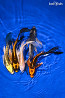 PACK OF (5) 5-6" BUTTERFLY KOI