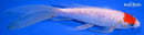 7.25" GINRIN TANCHO HARIWAKE BUTTERFLY