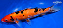 10.5" DOITSU SANKE