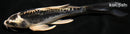 6.25" KIKOKURYU BUTTERFLY