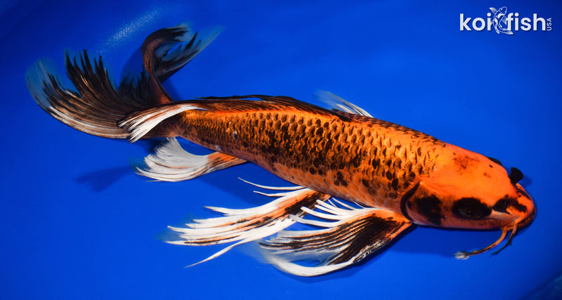 14.5" ORENJI MATSUBA BUTTERFLY